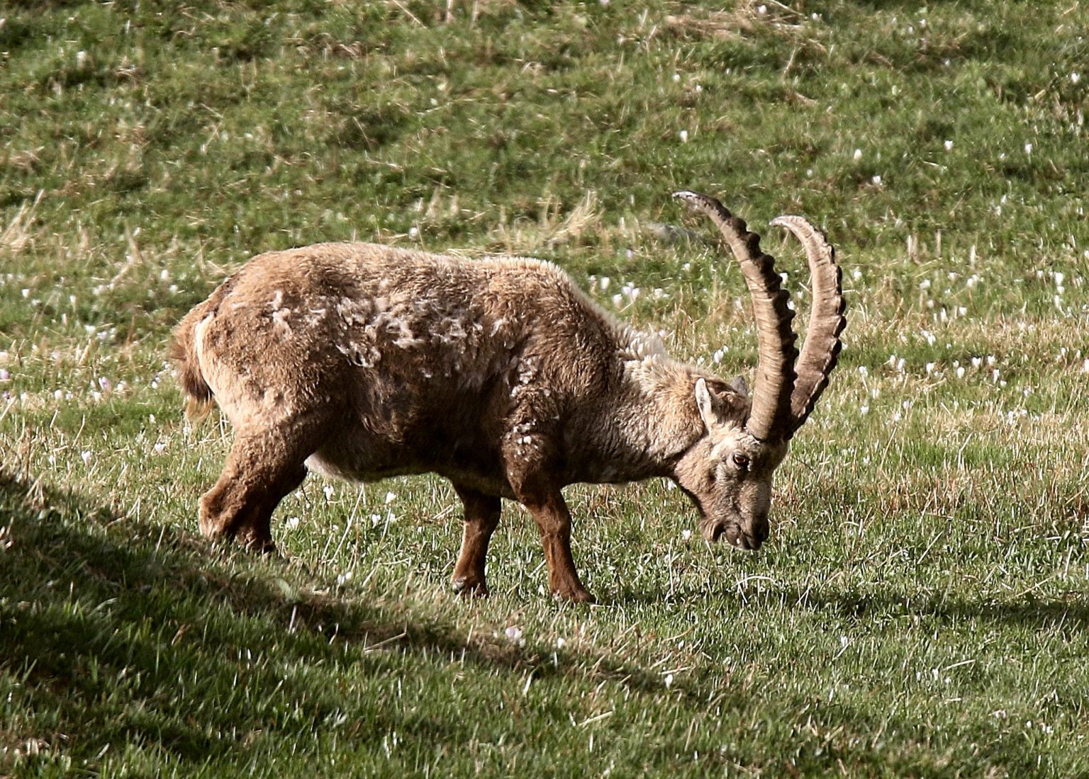 Steinbock