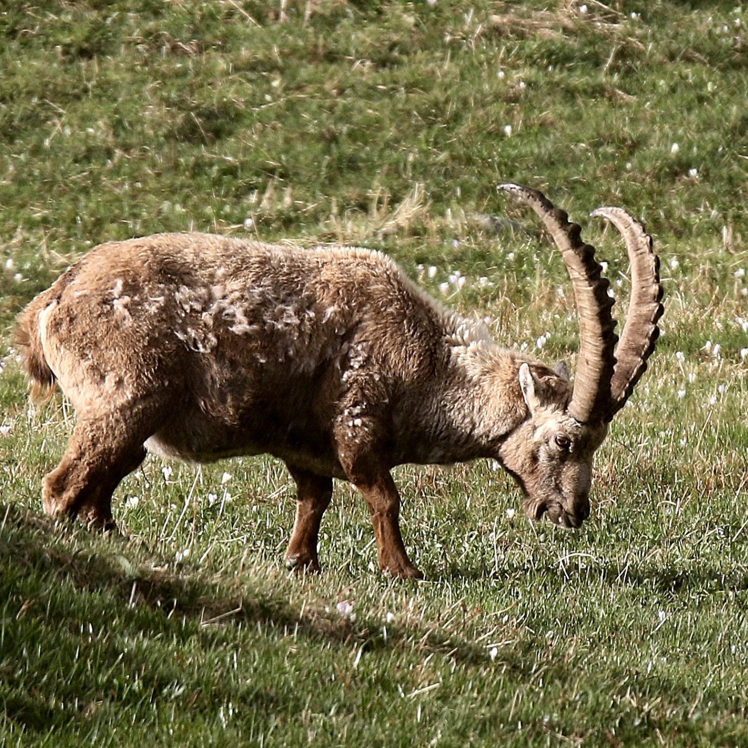 Steinbock